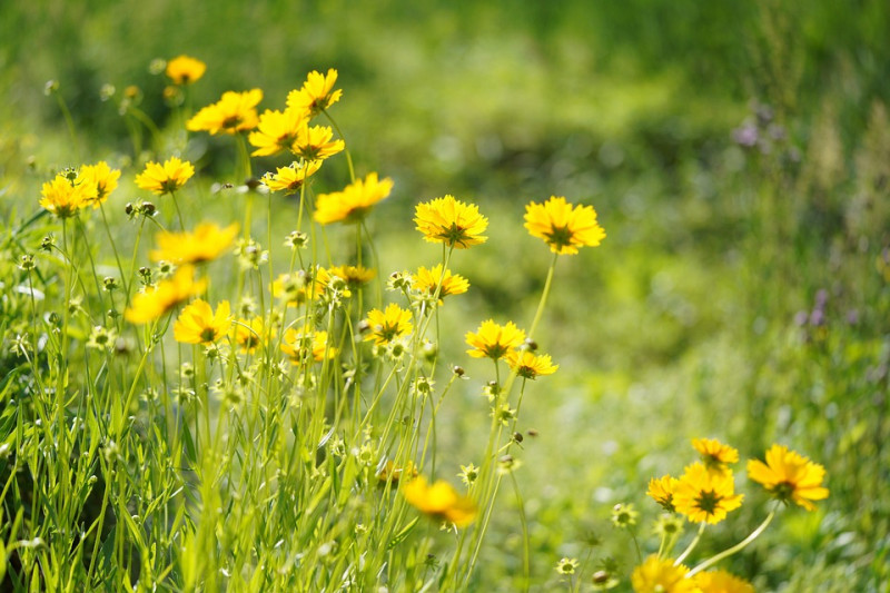 tuinliefhebbers, Gratis, Bloggen, Tuinplatform, Nederland, België, Website starten tuinieren en moestuinieren